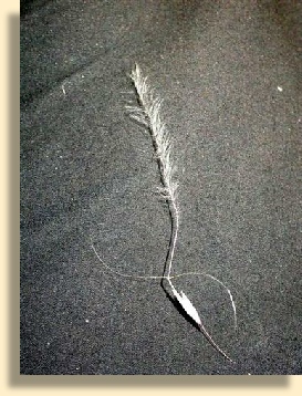 Stipagrostis_ciliata_Duruchaus